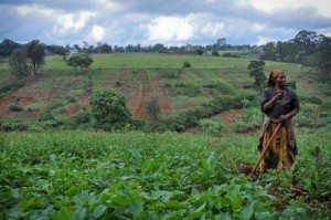 Westlands_0011-300x199