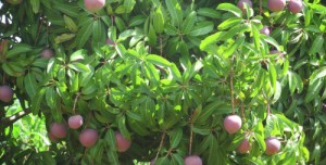 Using mobile to deliver information to farmers? We’ve got tools to help!