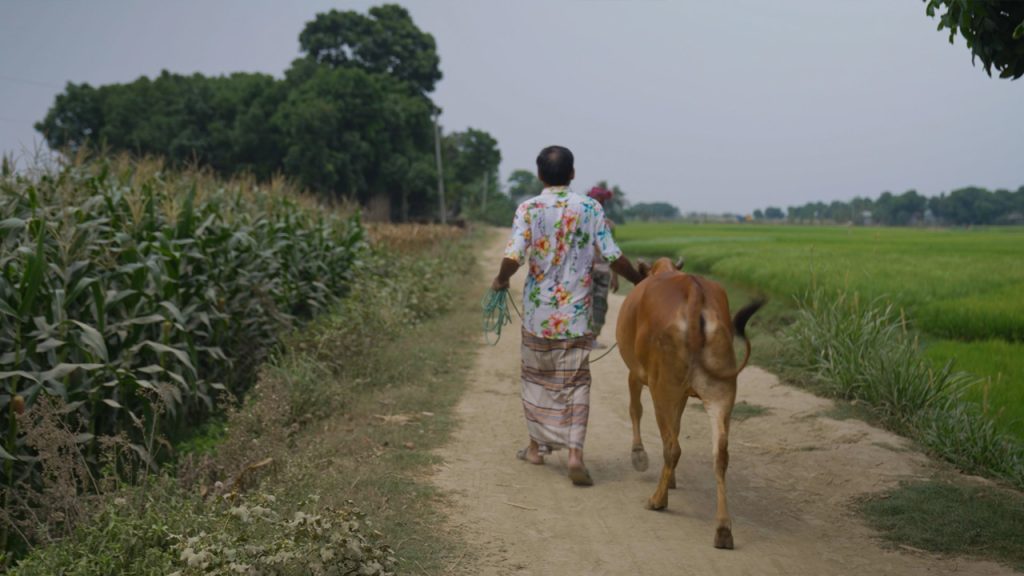 A person in a floral shirt and traditional skirt walks down a dirt path holding a rope, leading a brown cow. Green fields and tall crops line the path, with trees and a hazy sky in the background. The scene is rural and peaceful.