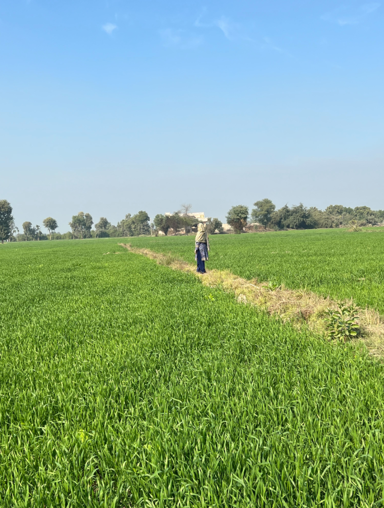 A person wearing a hat and blue pants walks on a narrow path dividing two lush green fields under a clear blue sky. Trees and a few buildings can be seen in the distant background. The scene is bright and sunny.