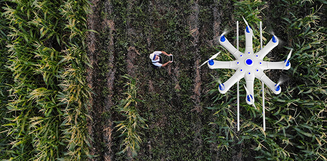 A large white drone with blue accents hovers above a green cornfield. Below, a person in a hat stands between crop rows, holding a laptop or controller, monitoring the drone. The scene is viewed from above, showing neat lines of crops and open ground.