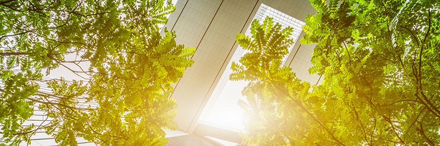 Sunlight shines through green leafy trees, viewed from below, with a modern building structure in the background. The image blends nature with architecture, highlighting the bright, fresh foliage and the geometric lines of the ceiling above.