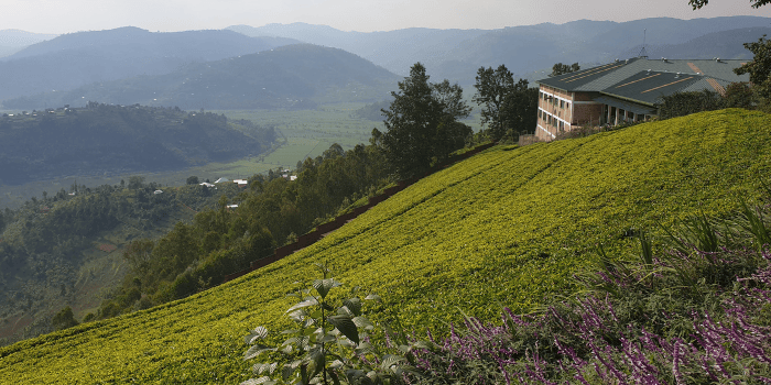 GSMA | Balancing tradition and digitisation in the tea sector in Sri Lanka - Vimarsana News