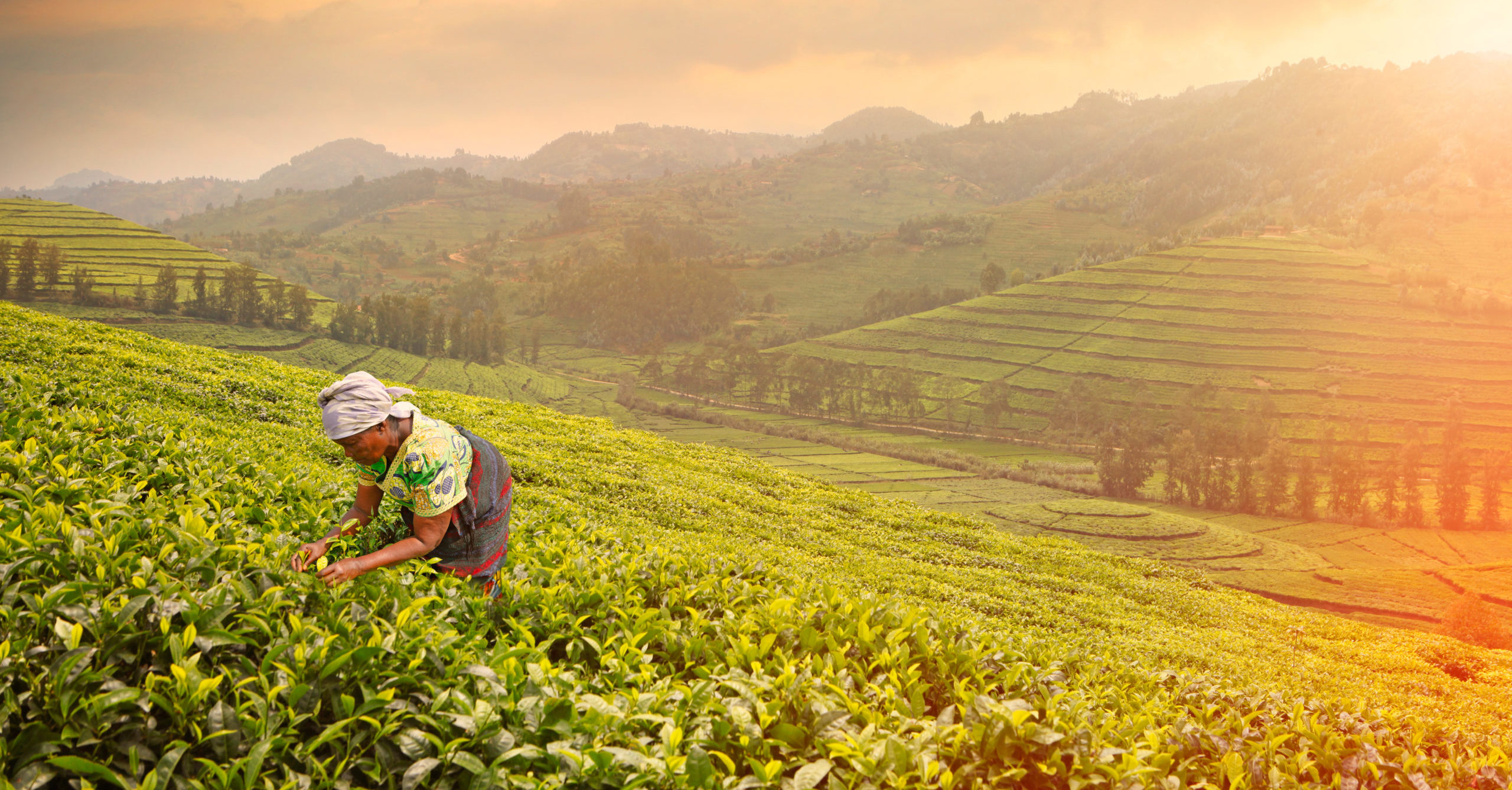 Woman picking leaves in a field surrounded by mountains