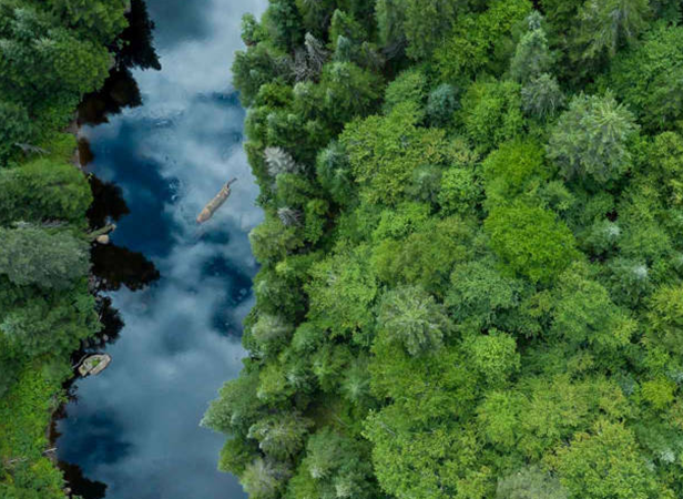 Aerial view of a dense forest with vibrant green trees on the right, next to a reflective blue river on the left. The river's surface mirrors the clouds, and a moose is swimming in it. The scene conveys a peaceful, natural landscape.