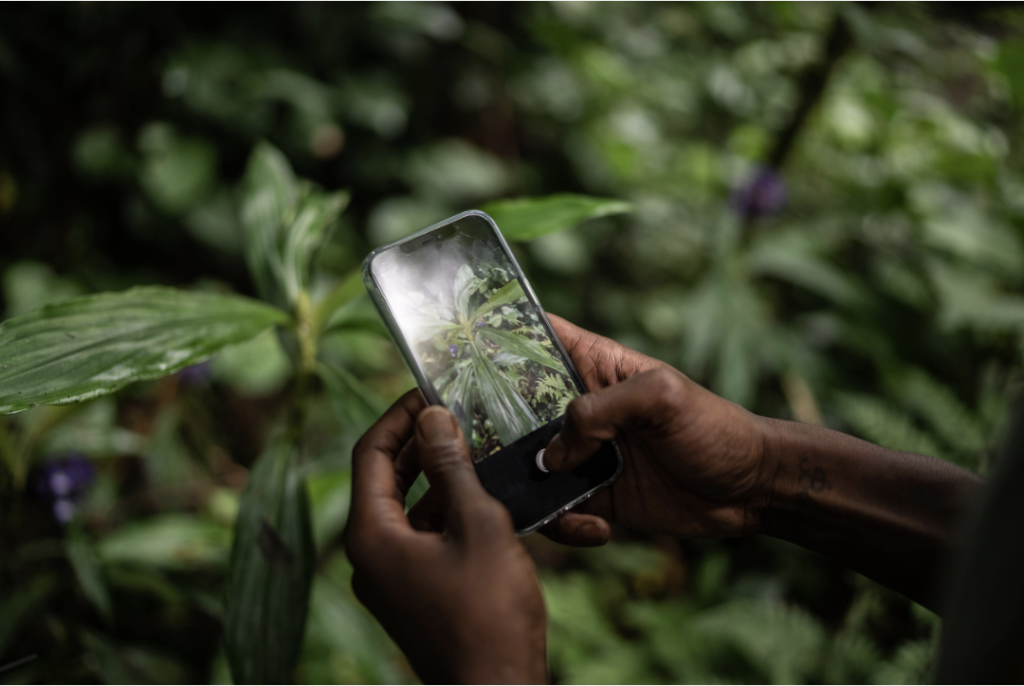 A person holds a smartphone, photographing lush green foliage in a forest. Their hands are visible, focused on capturing the plant's details. The phone screen displays a close-up of the leaves, showcasing vibrant greenery—a testament to the natural beauty threatened by climate change.