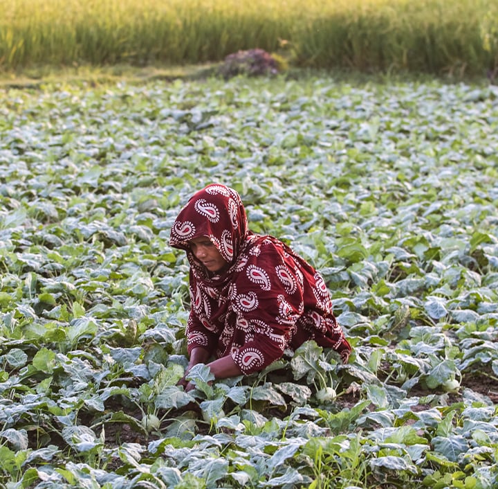 A woman in a red patterned headscarf and dress is crouched down, tending to green plants in a lush agricultural field, highlighting rural outdoor farm work and the impact of the digital divide on modern farming practices.