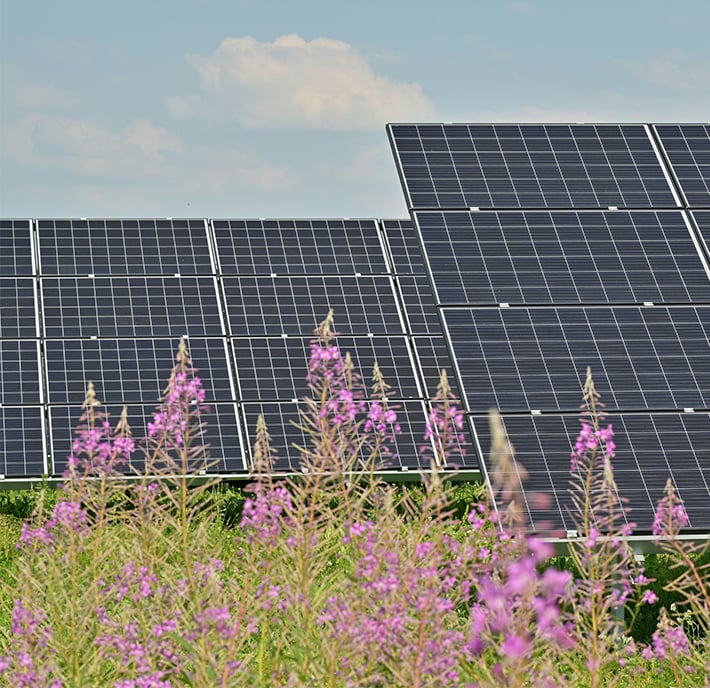Rows of solar panels angled towards the sky stand amid tall green grass and blooming purple wildflowers, capturing clean energy under a partly cloudy blue sky—a striking symbol of climate action toward a net zero future.