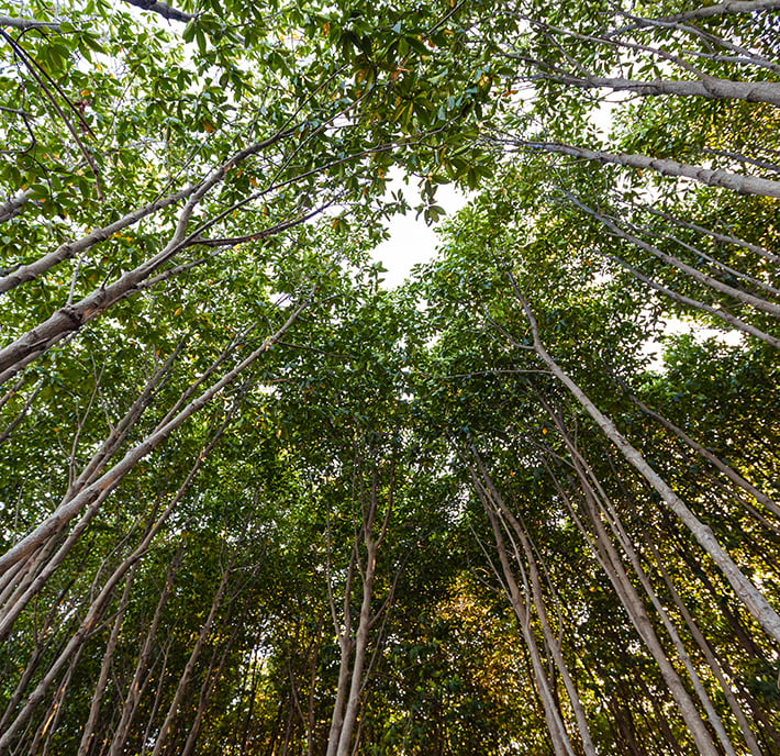 Looking up at a dense grove of tall, slender trees with thin trunks evokes the atmosphere of MWC26 Barcelona—where natural light filters through a leafy canopy, casting dynamic patterns of light and shadow amid closely spaced trunks and glimpses of sky.