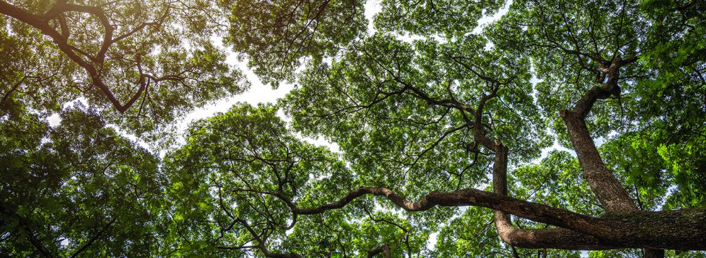 View from below looking up at several large, leafy green tree branches against a bright sky. Sunlight filters through the dense canopy, creating a dappled light effect and emphasising the twisting, dark brown branches and vibrant green leaves—a vivid reminder of nature’s role in fighting climate change and inspiring efforts towards net zero living.