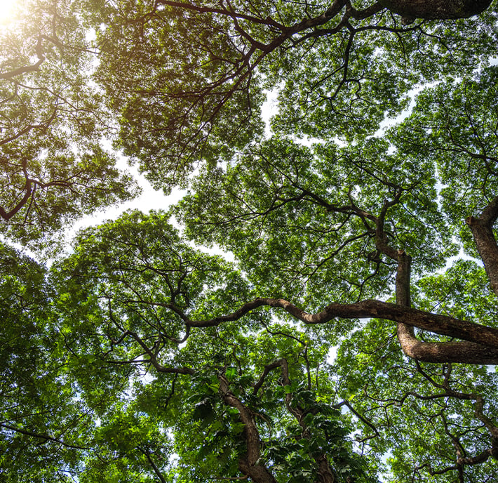 Sunlight filters through a canopy of tall trees with spreading branches and dense, lush green leaves, seen from below. Like a Case Study Library filled with insights, the sky peeps through gaps in the foliage, creating a natural, peaceful atmosphere.