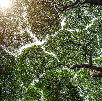 Sunlight filters through the tall, interlacing branches of large trees, creating a canopy of green leaves with patches of white sky visible between them—a natural tapestry that evokes a sense of connectedness. The sun glows softly in the upper left corner, bathing the foliage in warm light.