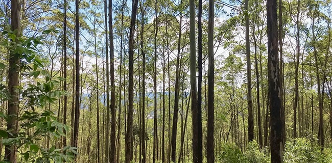 Digital Innovation in Forest Management: Insights from Kenya
