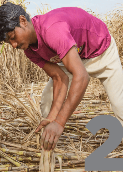 A man in a maroon t-shirt and beige trousers bends down to gather cut sugarcane stalks in a field. He works amid dry, harvested cane, with a focused expression. A large grey number "2" overlays the bottom right corner of the image.