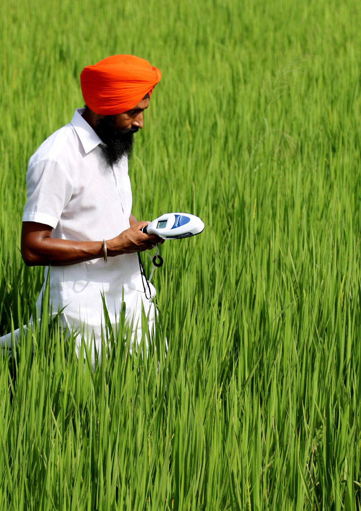 A man in a white shirt and orange turban holding an electronic device while standing in a green rice field.