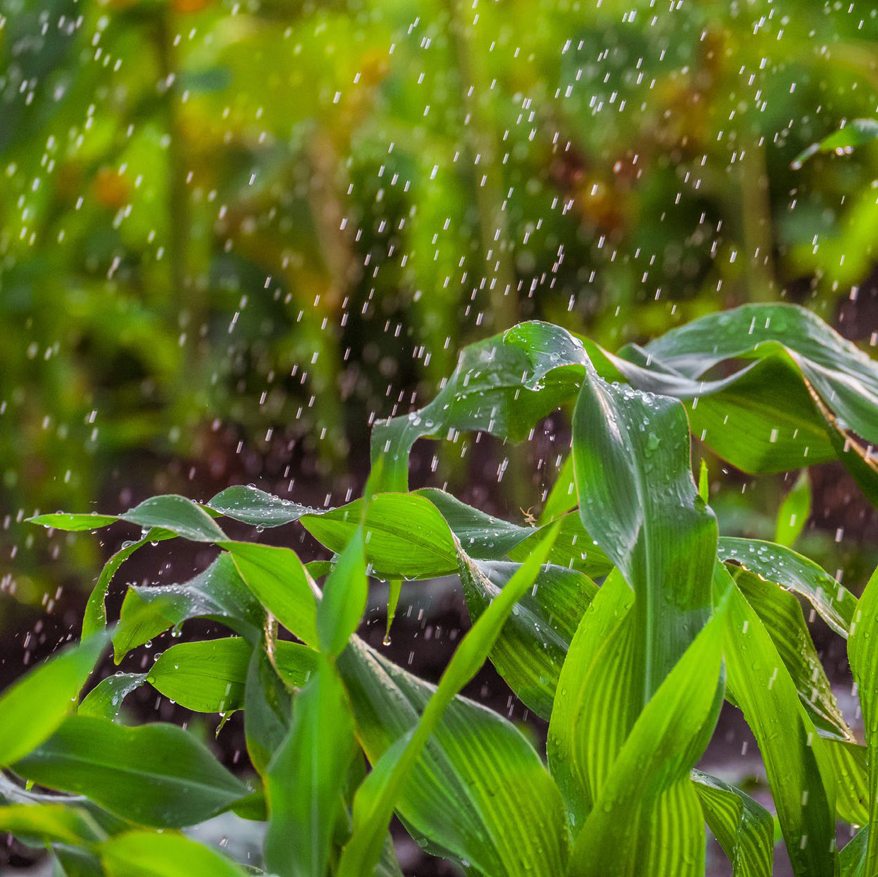 Water droplets sprinkling over green plants.