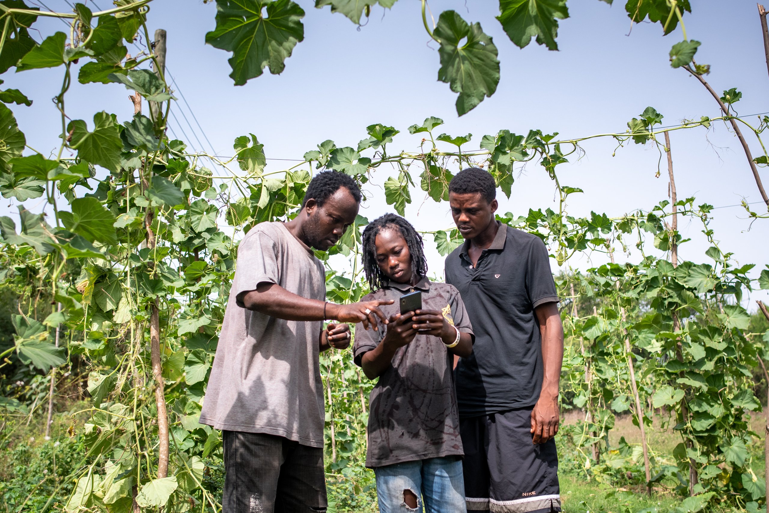Three individuals examining a smartphone in a garden with vine plants.