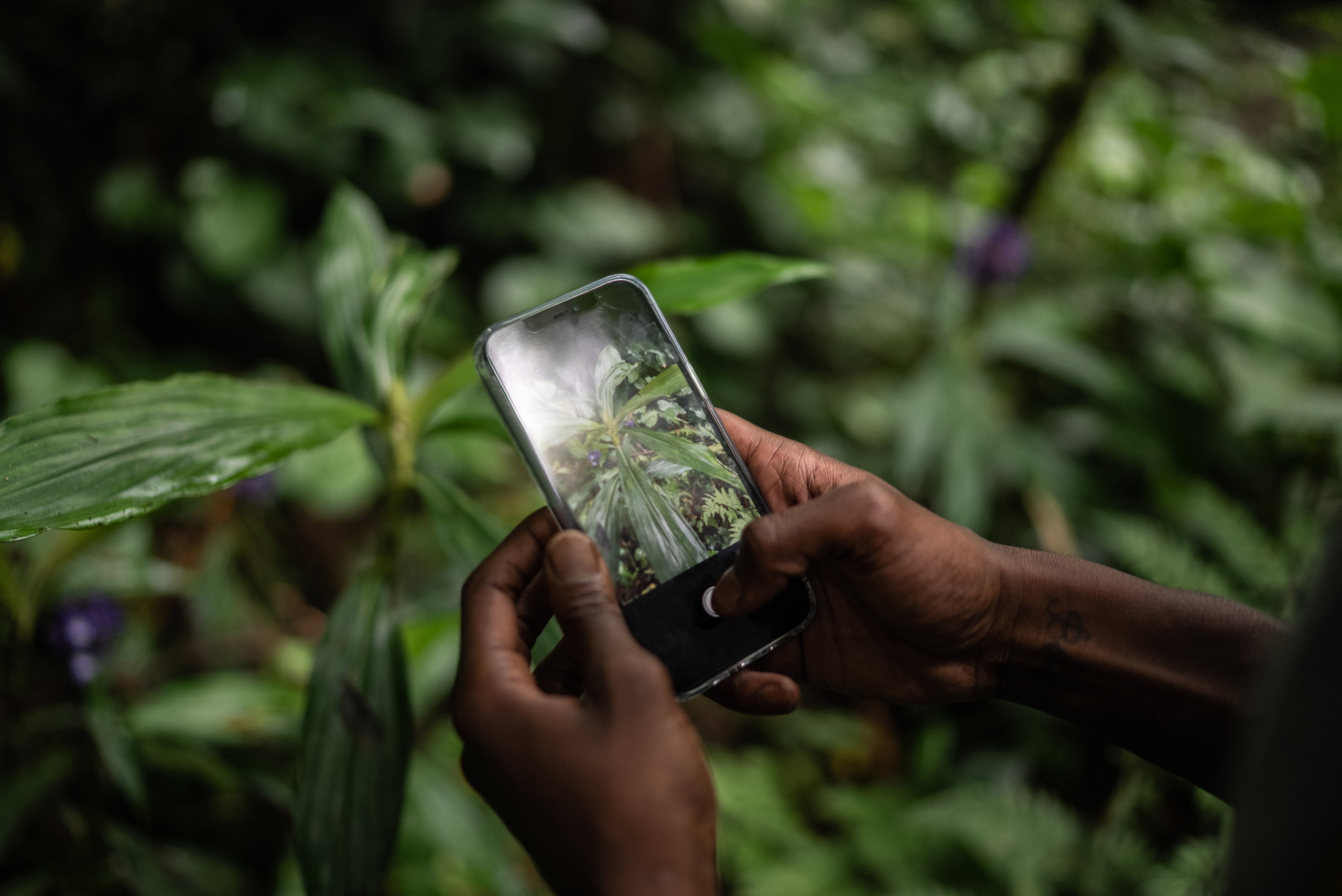 A person holding a smartphone takes a photo of plants in a lush green environment for ClimateTech purposes.