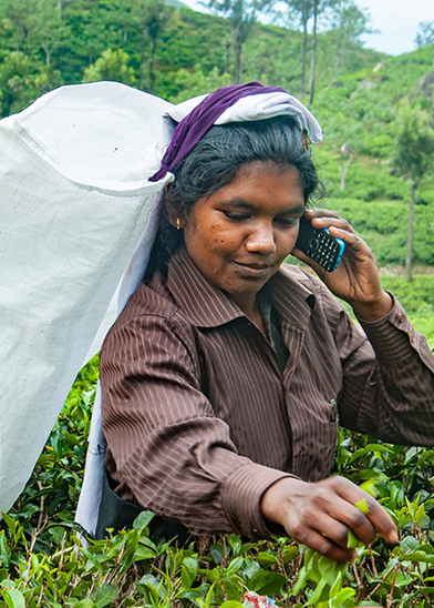 A woman in a brown striped shirt and white headscarf talks on a cellphone while picking tea leaves in a lush green field. She carries a large white sack on her back. The background shows more greenery with trees under an overcast sky.