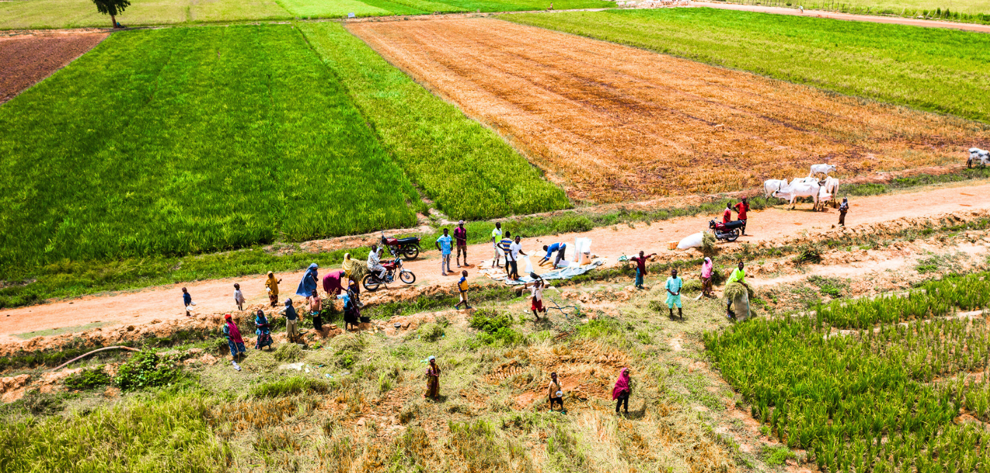 Aerial view of several people in a rural landscape, working and walking along a dirt path between green and brown agricultural fields. A motorcycle and an ox-drawn cart are also visible on the path.