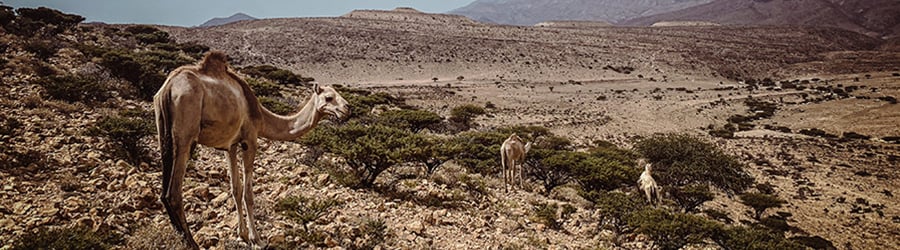 A desert landscape with three camels grazing among sparse vegetation resembles the interconnected nodes of a blockchain network. The foreground features rocky terrain and green shrubs, while the background shows barren, rolling hills under a clear blue sky, evoking a sense of arid, expansive wilderness.