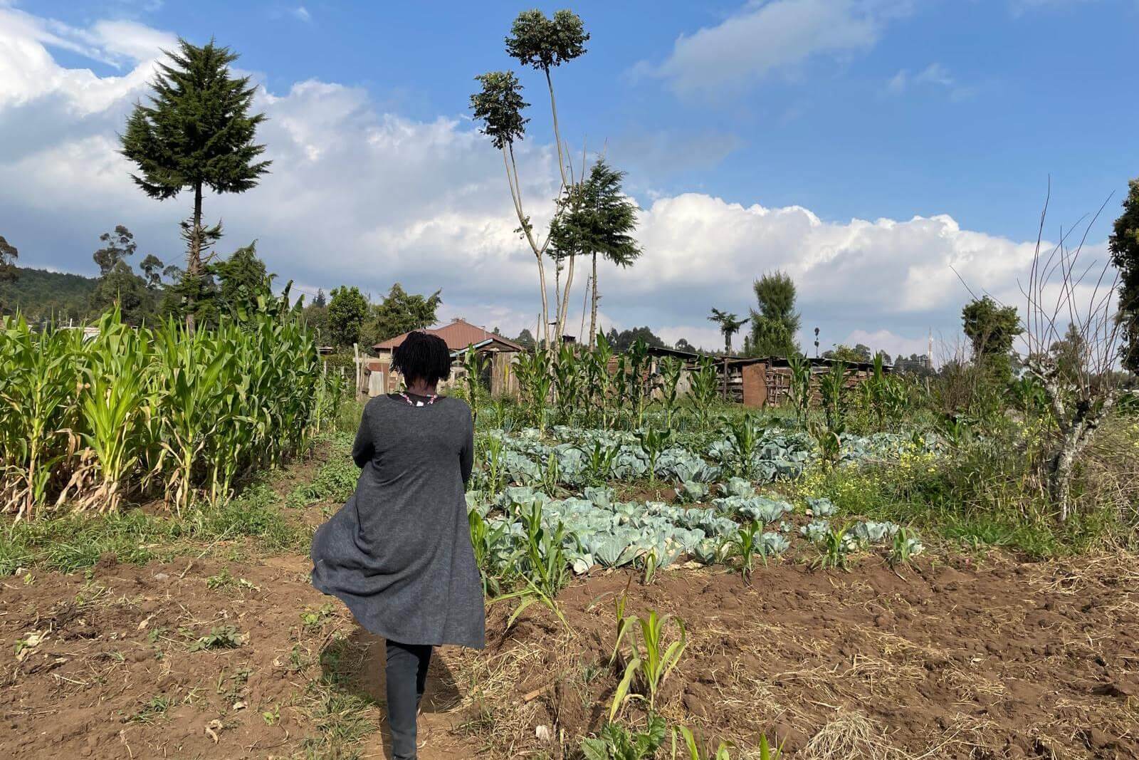 A person in a gray coat stands in a cultivated field with rows of corn on the left and cabbage on the right. Trees and a house are visible in the background under a partly cloudy blue sky. The person is facing away, walking on the soil path through the crops.