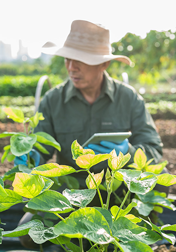 A person in a sun hat and green shirt is kneeling in a garden, holding a tablet. They are examining lush green plants with sunlit leaves. The background is blurred, showing rows of crops and greenery. The scene suggests agricultural work or gardening in a farm setting.