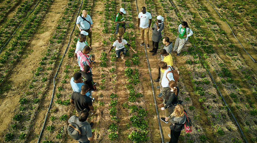 A group of people is gathered in a field, standing in a circle around a person crouching who appears to be explaining or demonstrating something about the plants. The field is organized in neat rows, with patches of green plants. The setting suggests an agricultural or educational event.