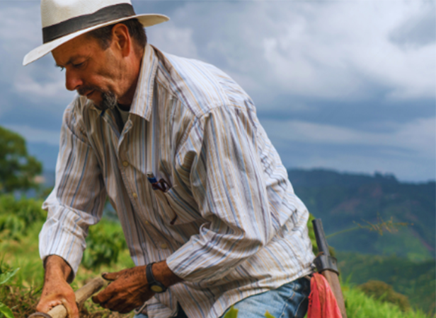 A man wearing a striped shirt and wide-brimmed hat works outdoors in a green field, embodying the spirit of advancing digital innovation for smallholder farmers in Latin America. Using a tool, he appears focused against the backdrop of a vibrant sky and distant hills.