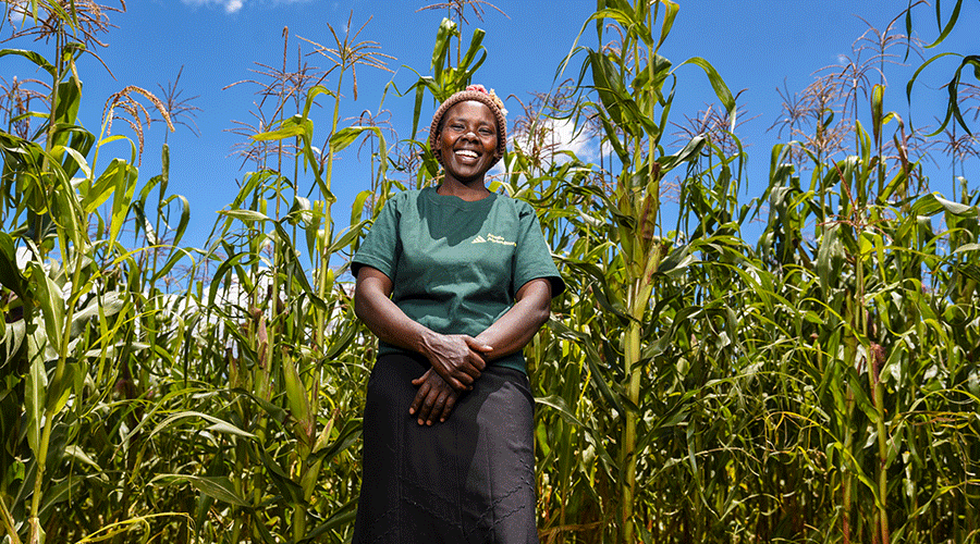 A smiling woman stands in a lush green maize field under a clear blue sky. She wears a green T-shirt and a dark skirt. The tall maize plants surround her, indicating a healthy crop. Sunlight creates a vibrant, uplifting atmosphere.