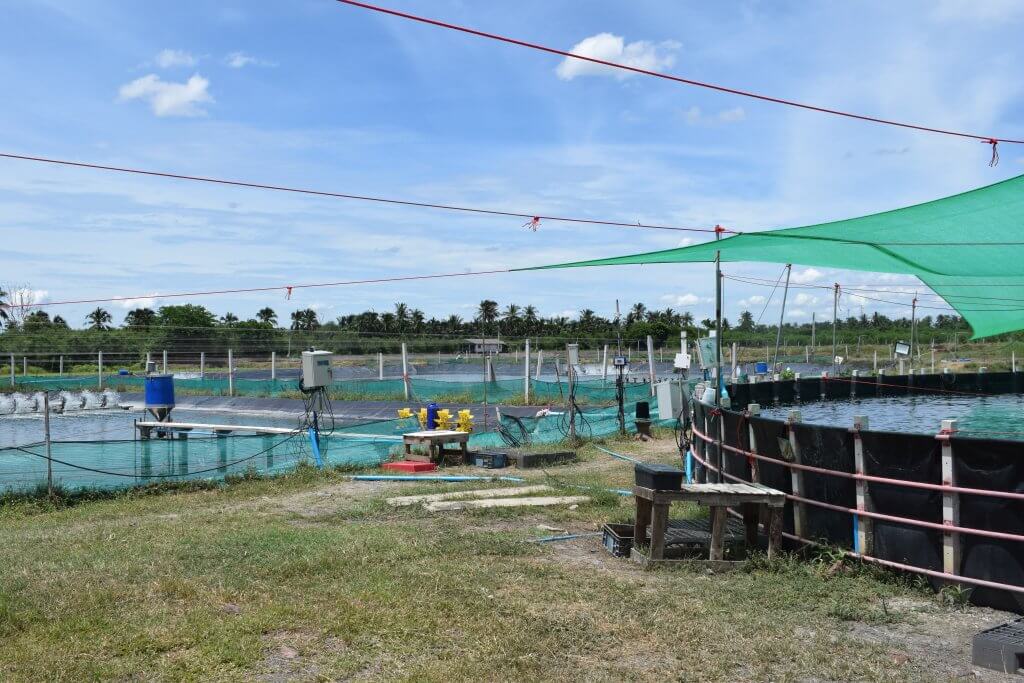 Outdoor aquaculture farm with several rectangular fish or shrimp ponds, surrounded by green mesh fencing and shaded netting. Equipment and tanks are around the ponds, with grassy ground in the foreground and trees in the distance under a blue sky.