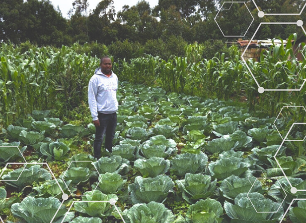 A man in a white hoodie stands in a lush vegetable garden with large green cabbages and tall corn plants, showcasing the impact of climate tech startups in Africa. Trees and a small building are in the background, with transparent hexagonal graphics overlaying the image’s corners.