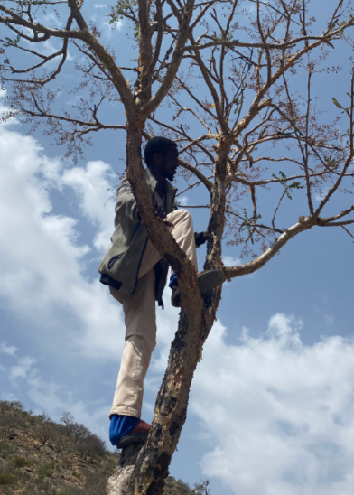 A man in light pants, blue shoes, and a gray jacket climbs a leafless tree against a bright, partly cloudy sky. He stands on a branch, holding onto the trunk, with hilly terrain visible in the background.