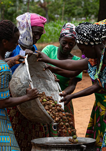 Four women in colorful patterned clothing and headscarves pour a large metal basin of brown nuts or seeds into another container outdoors, collaborating on a task. Green foliage and earth can be seen in the background.