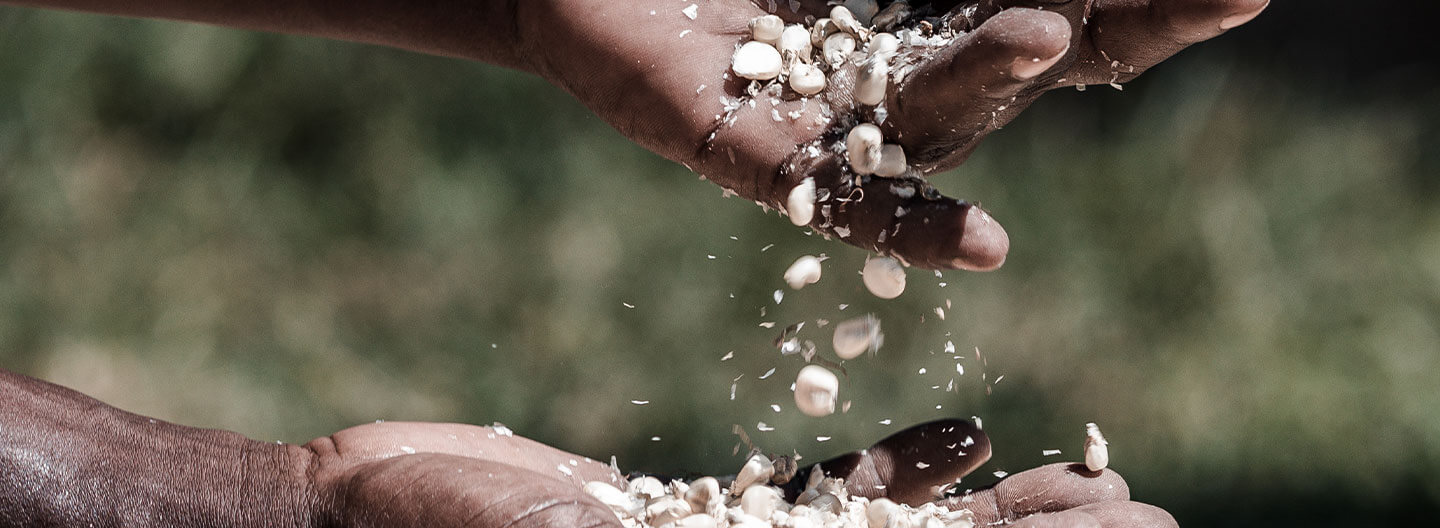 Close-up of two hands. One hand pours dried maize kernels into the other, with kernels and chaff falling mid-air.