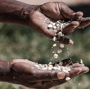 Close-up of two hands letting white grains, possibly maize or corn, fall through their fingers outdoors. Some grains are caught mid-air, with a blurred background of green and brown earth tones.