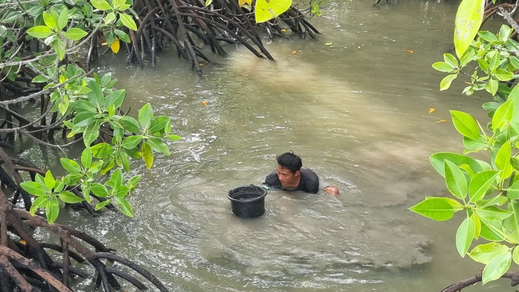 A man wades in muddy water surrounded by mangrove roots and green leaves, holding a black plastic bucket. Sunlight filters through the foliage above as he searches in the shallow water, perhaps monitoring with IoT devices for environmental data.
