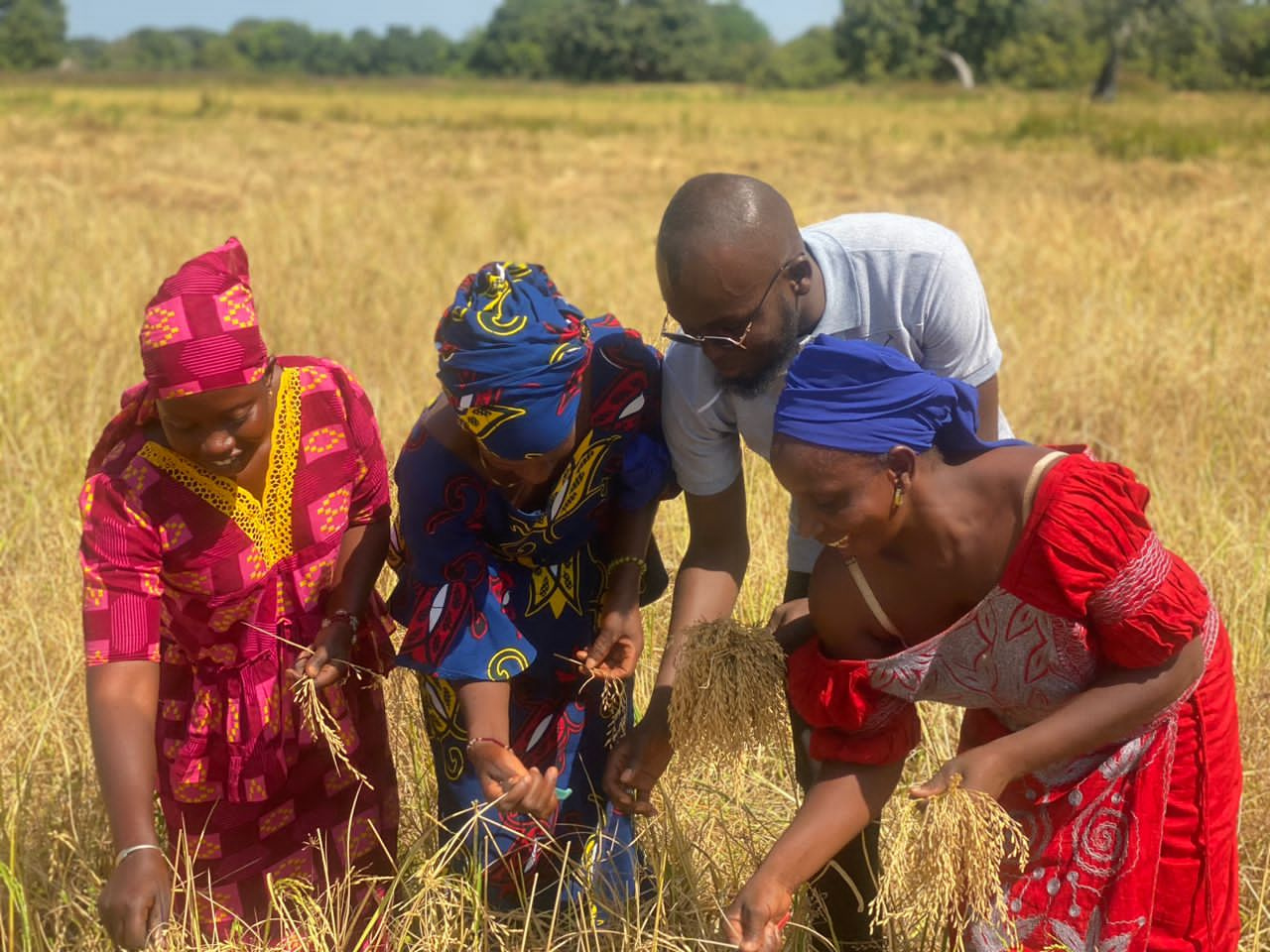 Four people, three women in colorful traditional dresses and one man in sunglasses and a T-shirt, stand closely together in a golden rice field, examining and touching ripe rice plants under a sunny sky. Trees are visible in the distant background.