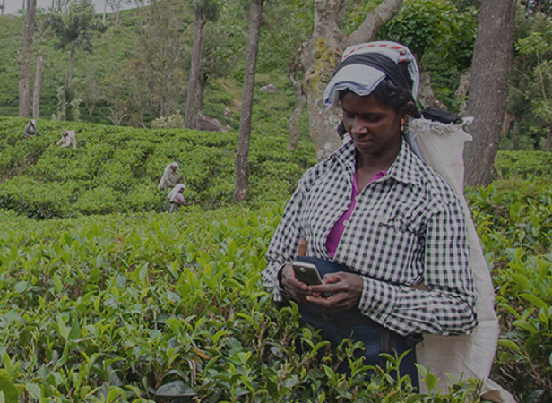 A woman wearing a checkered shirt stands among lush green tea plants, holding a smartphone. She has a sack strapped to her back and a cloth on her head. Other workers are picking tea leaves in the background amidst trees on a hillside plantation.