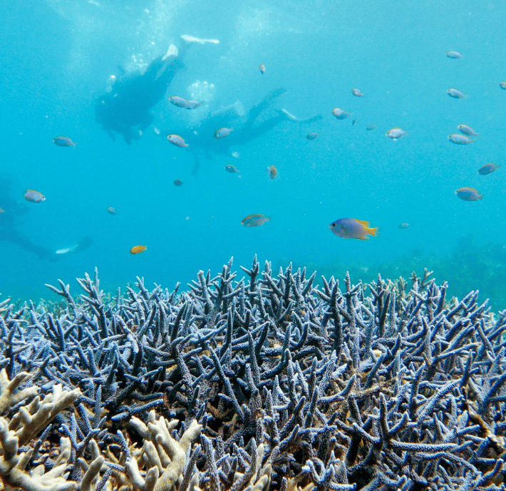 A vibrant underwater scene shows branching coral in the foreground, colorful fish swimming around, and two snorkelers in the background, partially blurred by the blue water. Sunlight filters through, highlighting the reef’s rich biodiversity.