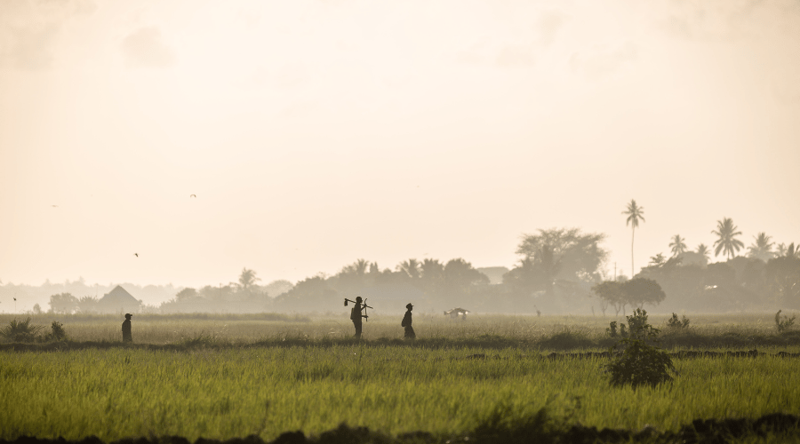 A misty, sunlit field with three silhouetted figures standing among tall green grass. One person carries a tool over their shoulder. In the background, trees and faint palm trees are visible against a hazy sky. The scene appears peaceful and rural.