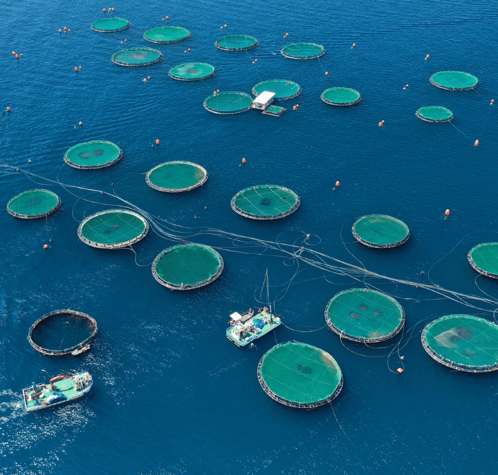 Aerial view of circular fish farming pens with green nets floating in deep blue water. Two boats are nearby, and ropes connect some pens. Orange buoys mark boundaries, showcasing how ClimateTech supports sustainable aquaculture.