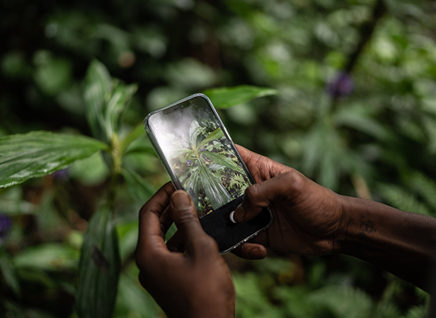A person with dark skin holds a smartphone, using ClimateTech to take a close-up photo of a green leafy plant outdoors. The screen clearly displays the plant, while blurred leaves and natural greenery suggest a forest or garden setting.