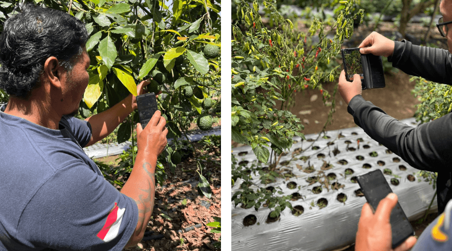 The image is split into two panels. On the left, a person takes a photo of avocados growing on a tree with a mobile phone. On the right, two people use mobile phones to take close-up photos of chilli peppers on a plant in a garden with white mulch.