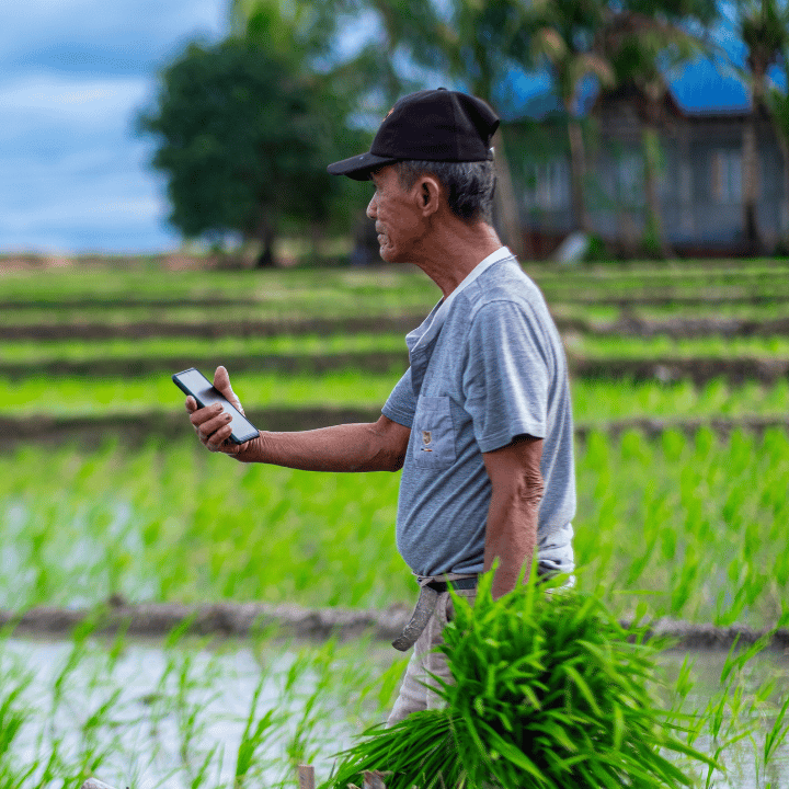 An older man in a cap and grey shirt stands in a green rice field, holding seedlings in one hand and looking at a mobile phone in the other. A rural house and trees are visible in the blurred background under a cloudy sky.