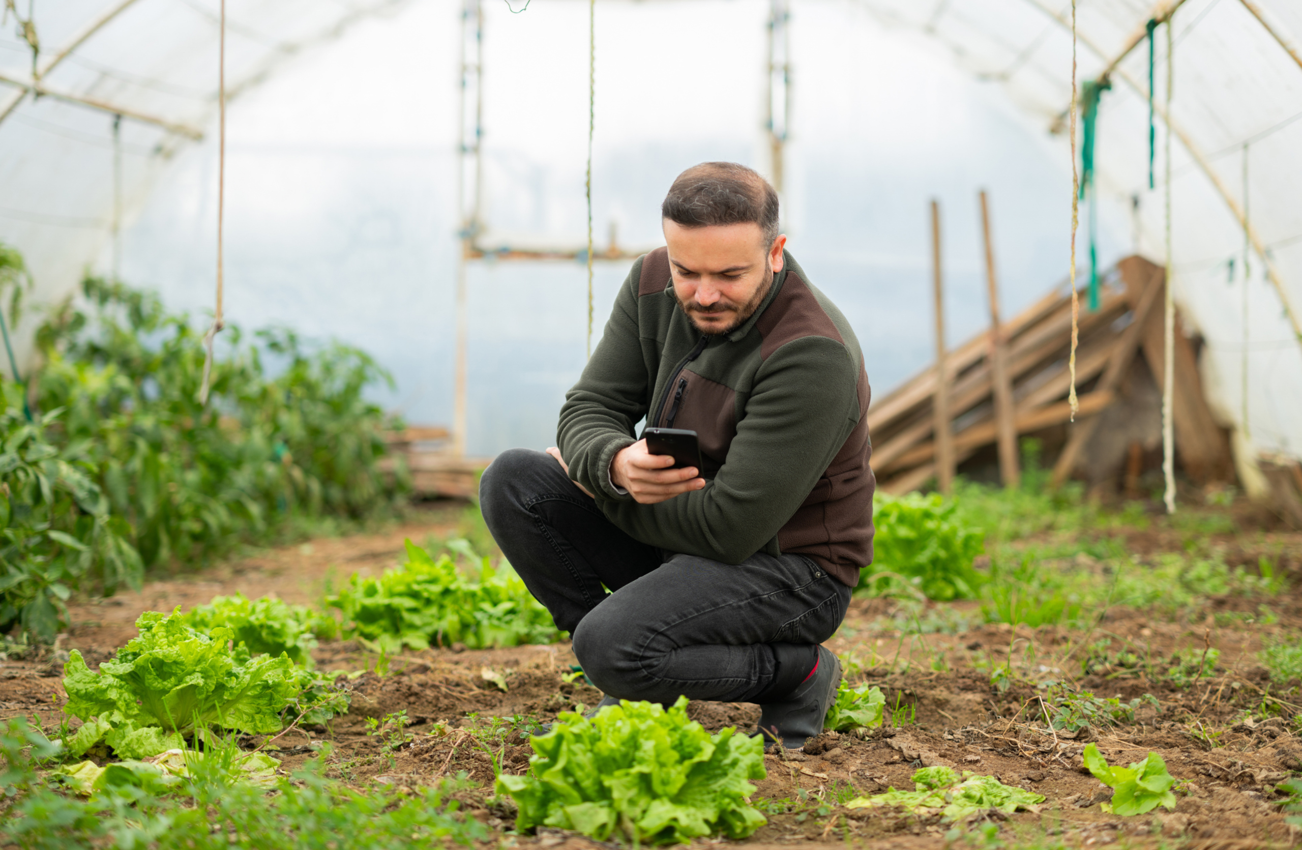 A man crouches in a glasshouse among rows of leafy green vegetables, looking at his mobile. He wears a dark jacket and jeans. The glasshouse structure and gardening tools are visible in the background.