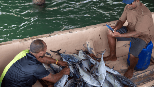 Two men sit in a small boat filled with freshly caught fish, practising natural resource management. One sorts the fish, while the other, seated on a blue container, looks at his mobile phone. The boat floats on green water near a wooden post.