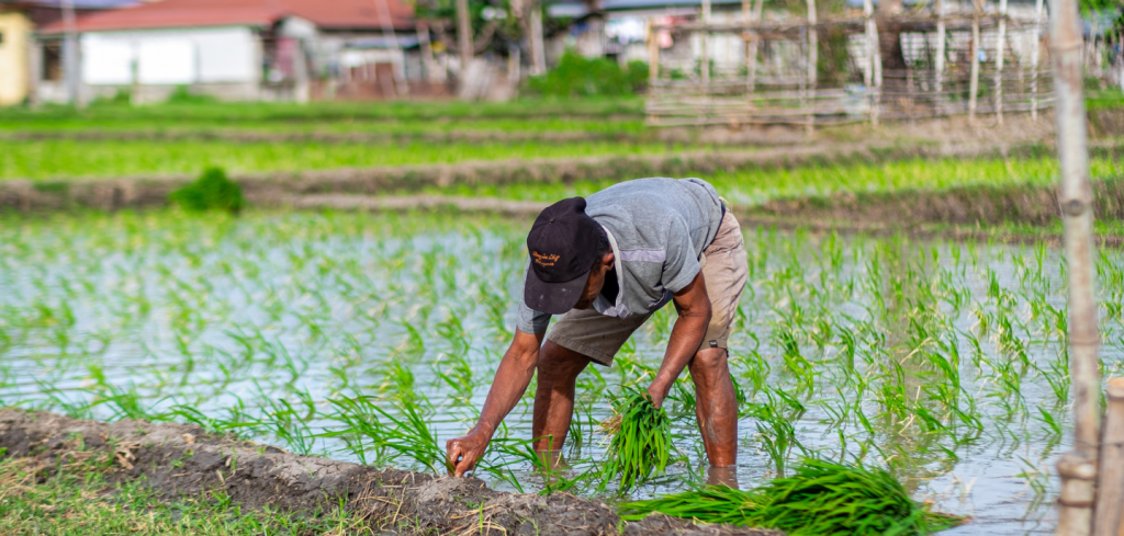 A person wearing a black cap, grey shirt, and khaki shorts bends over in a flooded rice paddy, planting young green rice seedlings by hand—an example of natural resource management. Rows of rice and water extend towards distant buildings and trees.