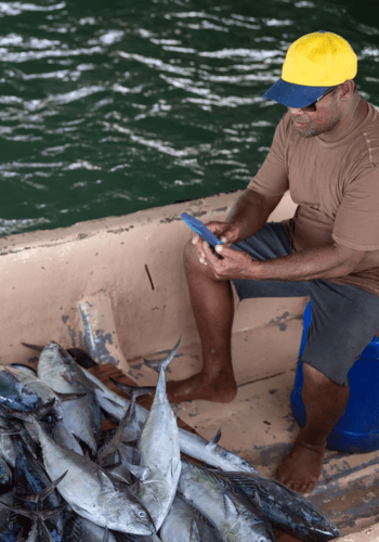 A fisherman wearing a yellow cap sits in a boat, using a blue mobile phone. A large pile of fresh tuna lies on the floor of the boat beside him.