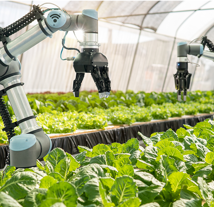 Robotic arms are working in an indoor greenhouse, tending to rows of lush green lettuce. The robotic arms are equipped with claw-like grippers and are seen hovering above the plants. In the background, the greenhouse is brightened by natural light streaming in through the translucent roof.
